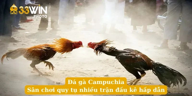 Đá gà Campuchia - Sân chơi quy tụ nhiều trận đấu kê hấp dẫn